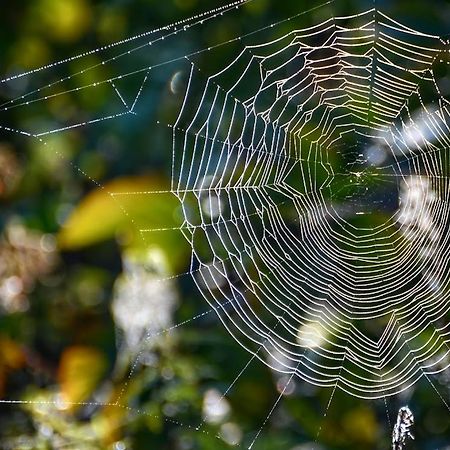 Gawra Gustawa Apartment Ustrzyki Dolne Luaran gambar